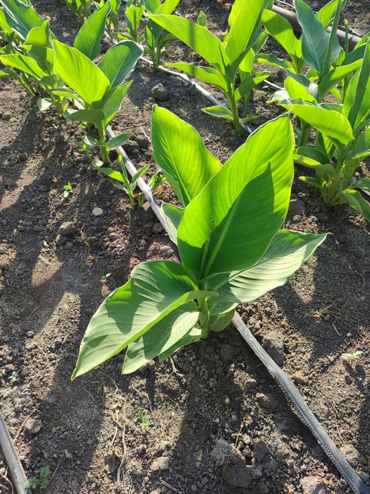 Гүл, Цветы Канн..