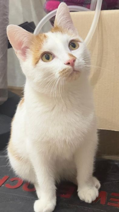 Пристраивается кот кастрированный