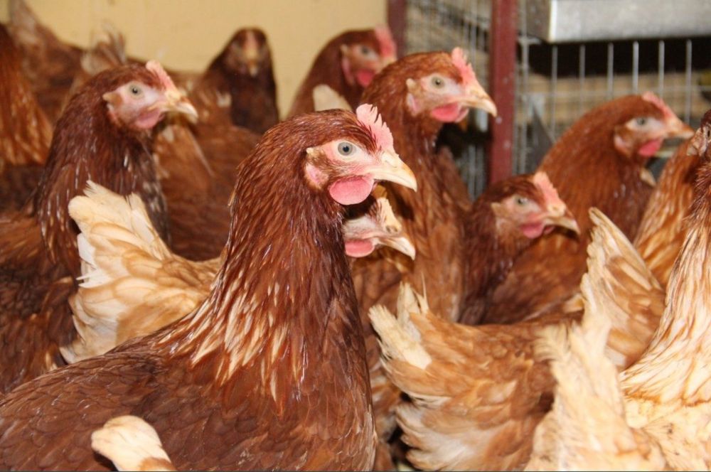 куры Ломан Браун