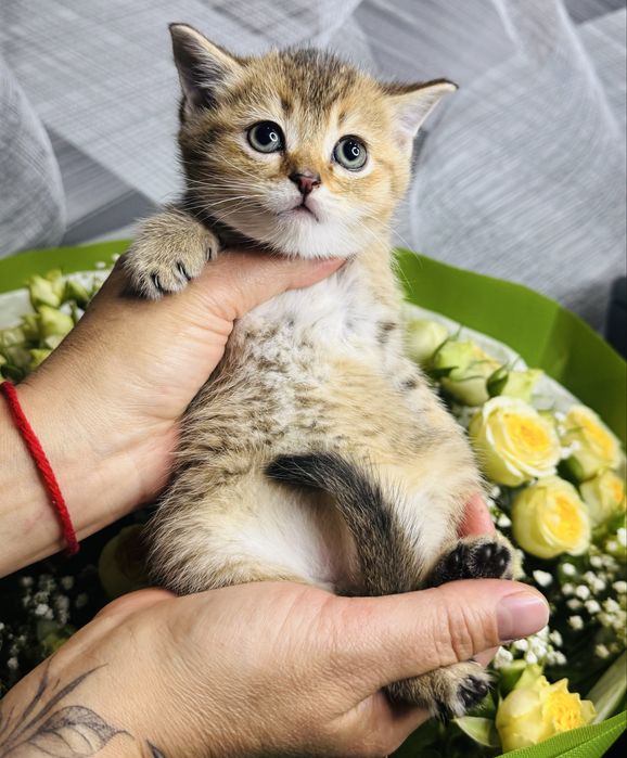 шиншилла плюшевые малыши