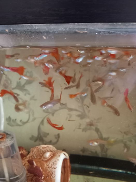 Продам рыбок. Кубинских меченосцев и гупёшек.