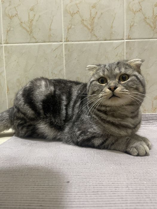 Skotsh fold mushuk sotiladi