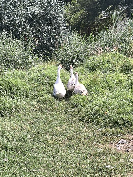 G'ozla sotiladi 1 ta erke 2 ayol Ayola tuxumda