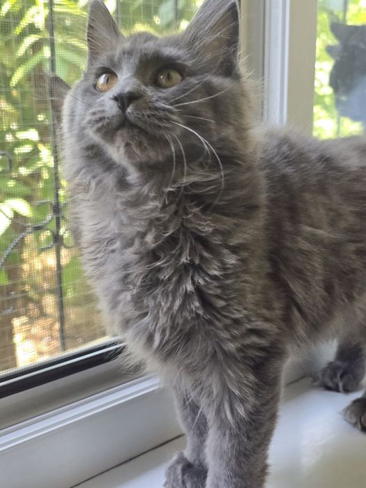 Мейн_кун девочка. Продаю