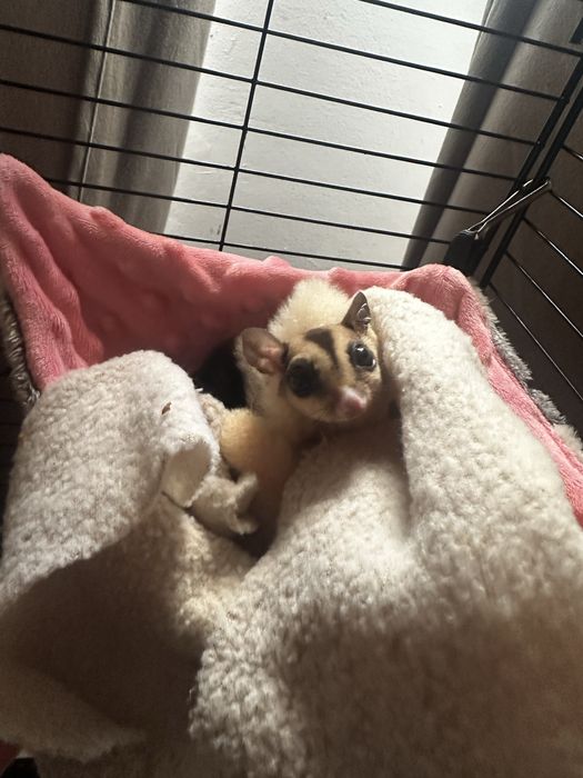 Veverița sugar glider