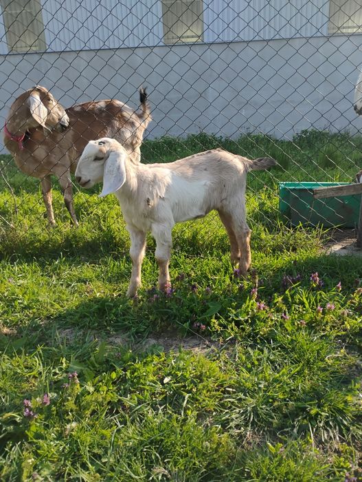 Iedut anglonubian 75%