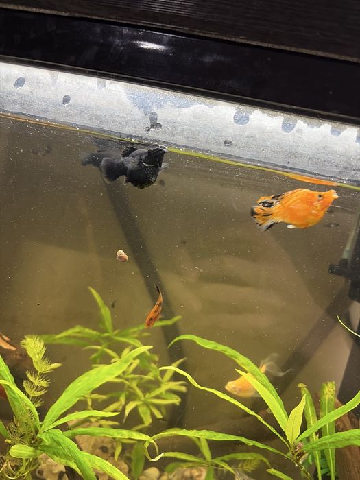 Продам мальков меченосцев и пецилий шаровых