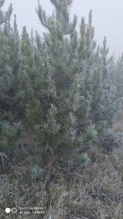 Sasna Archa Eldarskiy