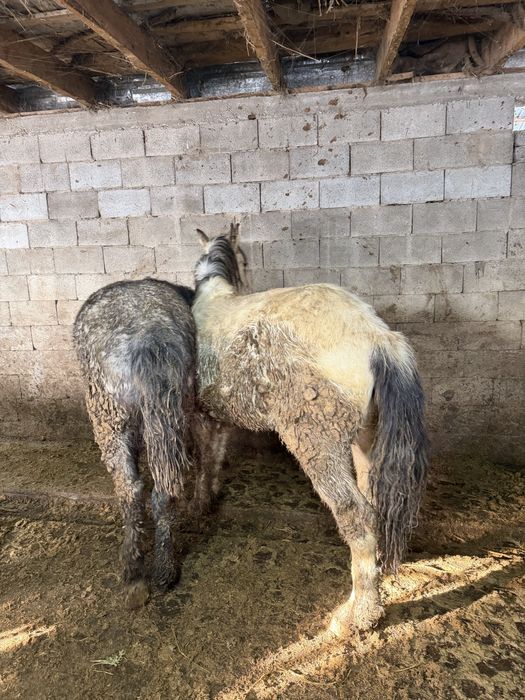 Жақсы жылқылар семіз