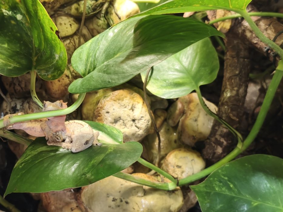 Pangea, mancare pentru Crested Gecko (pui de vanzare)