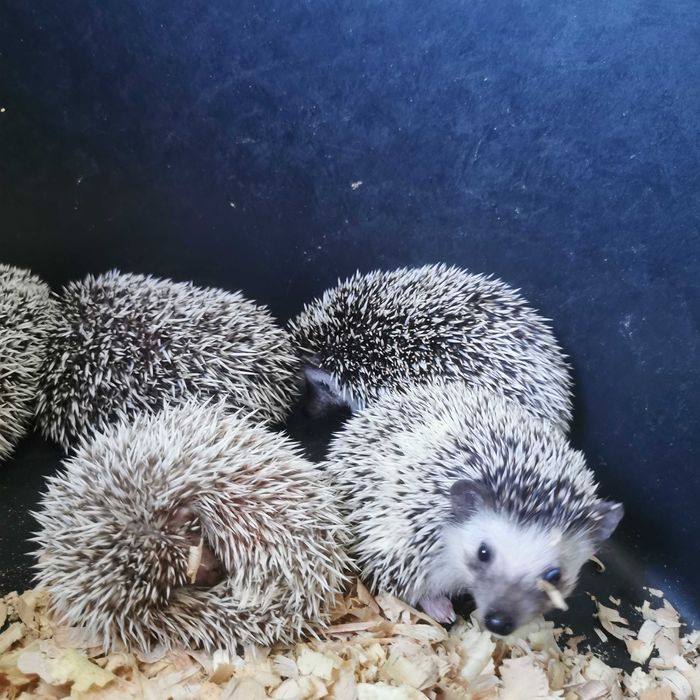 Малки таралежчета