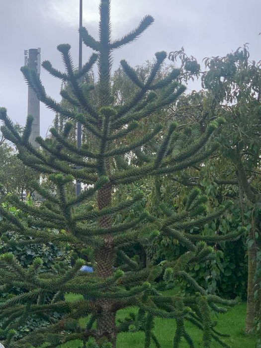 Араукария, Чилийски бор -Araucaria araucana Студоустойчив