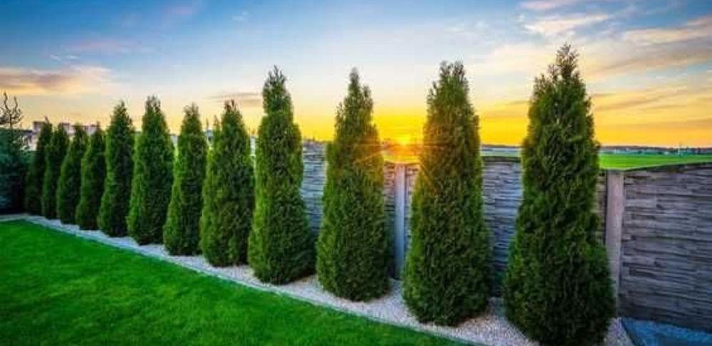 Găsește toate plantele pentru curtea ta – de la Magnolia grandiflora