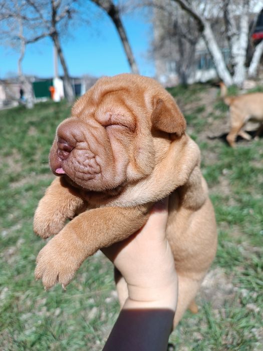 Щенки шарпей продажа