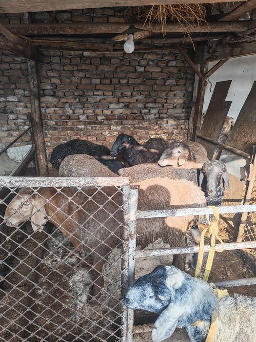 Эхсон, акика ва маросимлар учун тайëр ку́чкорлар сотилади.