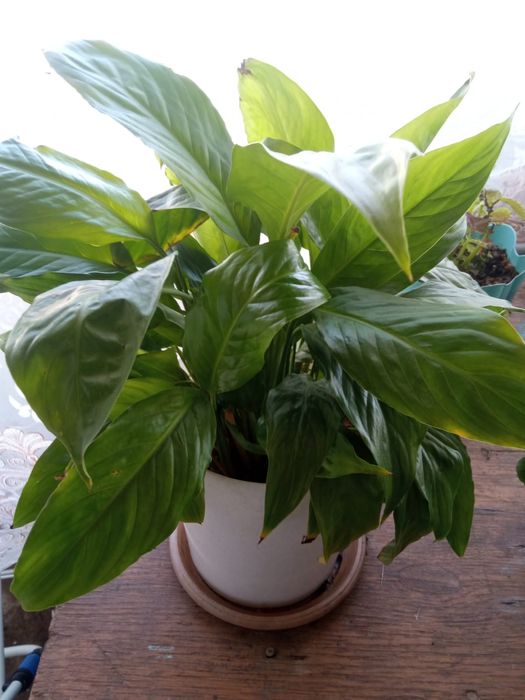 Гулдер неше турли