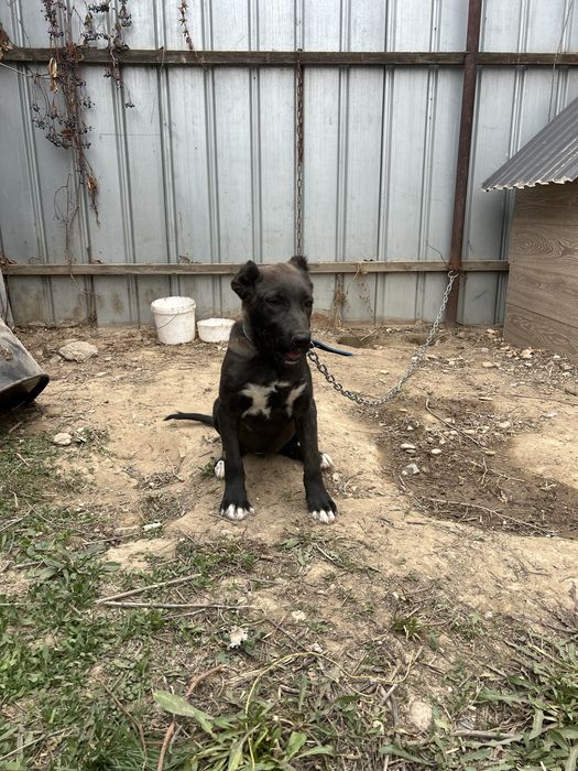 Продам Щенка Помесного девочка