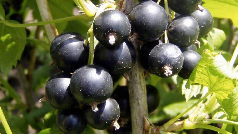 Vând arbust de josta