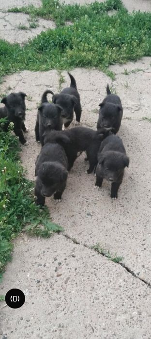 Отдам щенят  очень красивые игривые