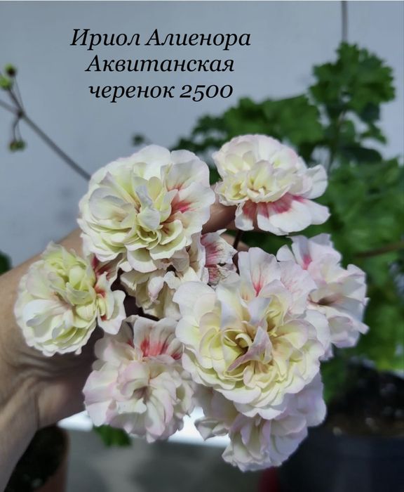 Продам черенки сортовых пеларгоний
