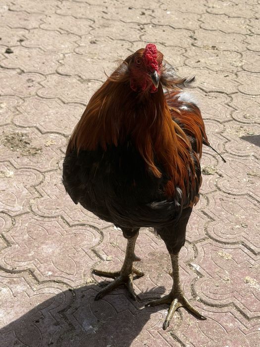 Cocoși Araucana și Wyandotte 2025