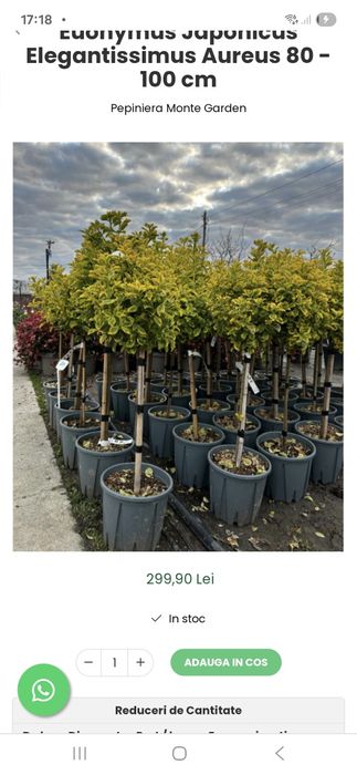 Thuia leilandi  prunus