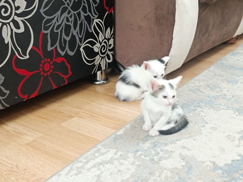 Мыргаулар, котята