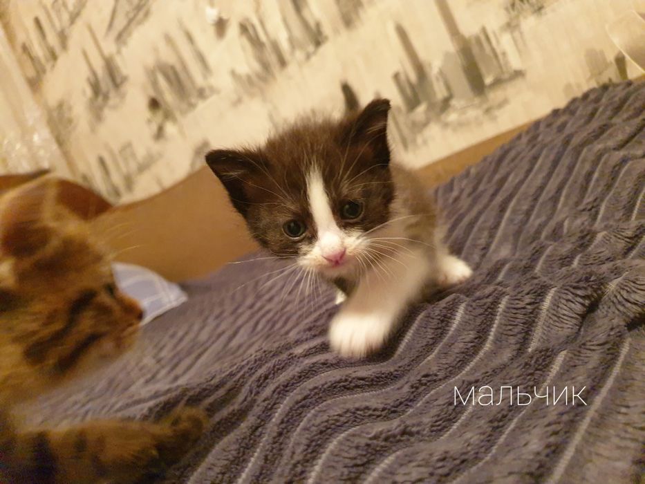 Отдам котят бесплатно