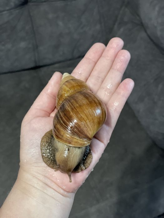 Улитки Ахатины. Есть разного размера