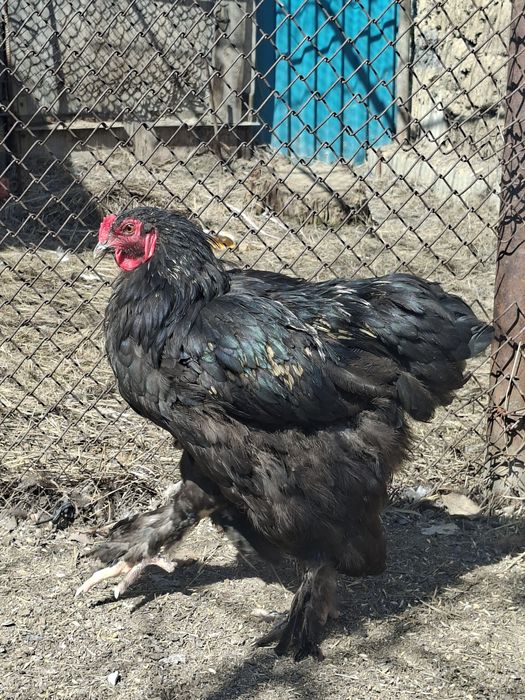 Продам петуха кохинкин