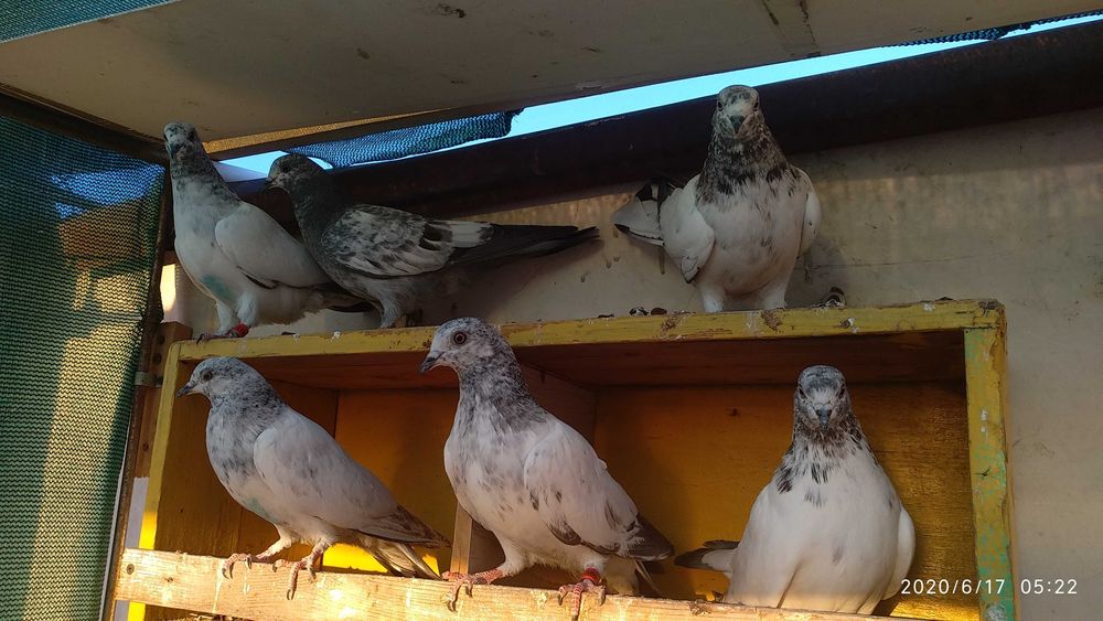 Продам Молодых ИНДОПАКИСТАНСКИХ Высоко-Лётно игровых голубей