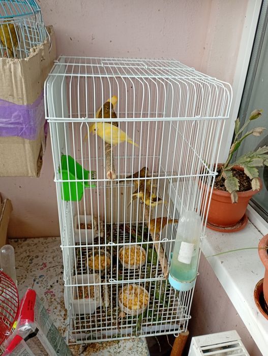 Canari tineri de 2 luni perfect sănătoși și inelati