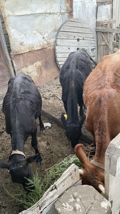 Продам теленка жарык
