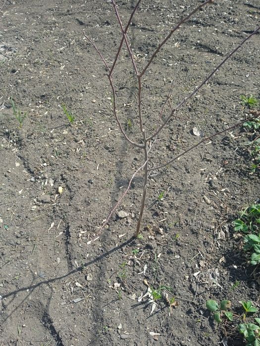 Продам Вишню сливу