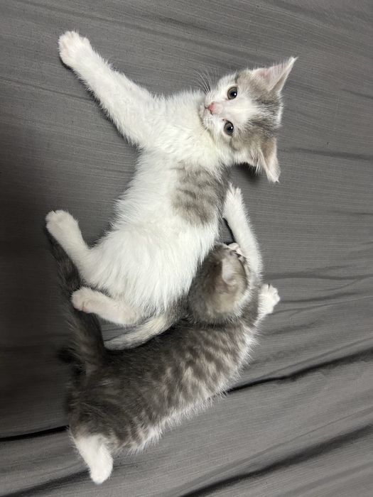 Отдам котят в добрые руки