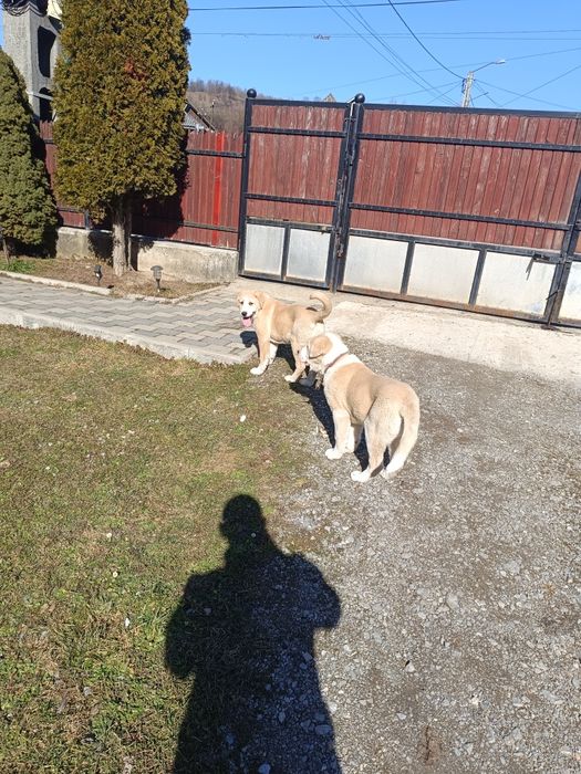 Asia centrala 3 luni