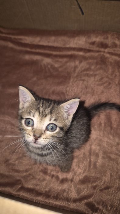 Отдадим котят в добрые руки !