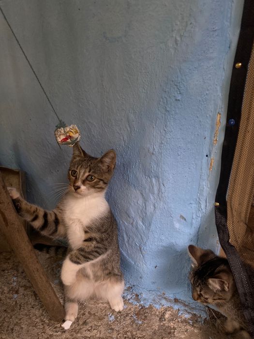 Motanel spre adopție