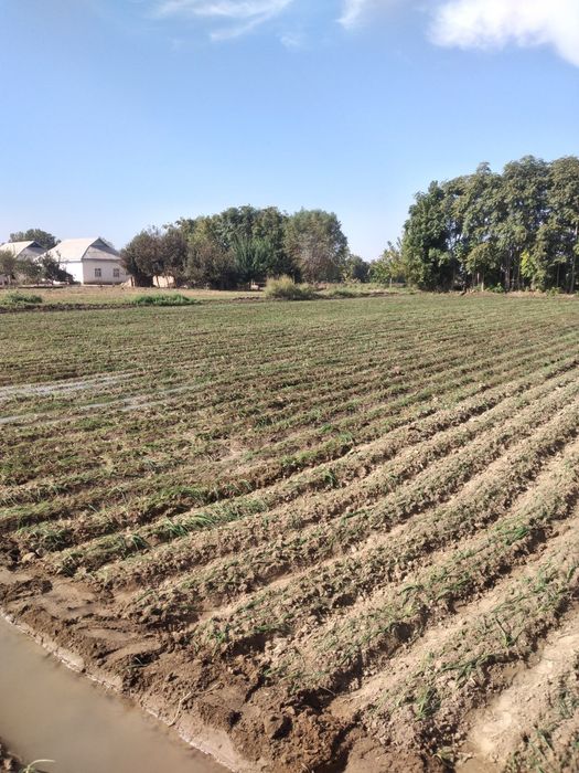 Унумдор Ер сотилади сотихи 12,5млн сўмдан