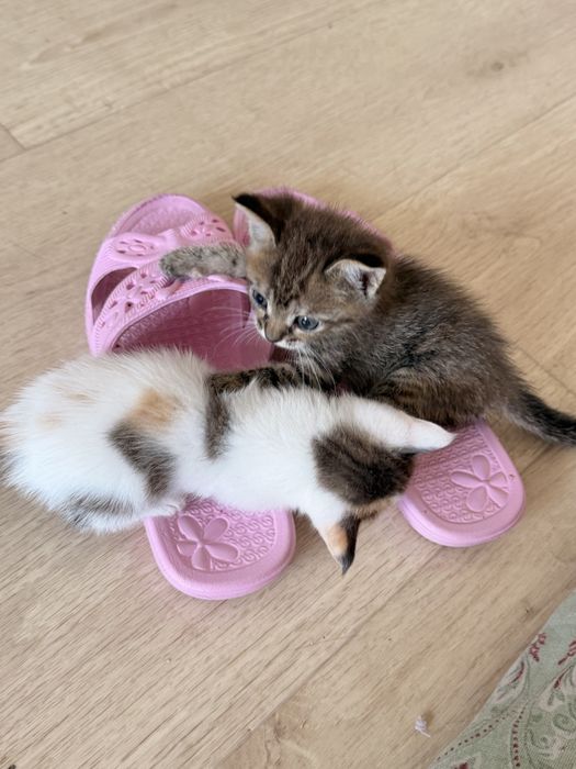 Отдаем котят