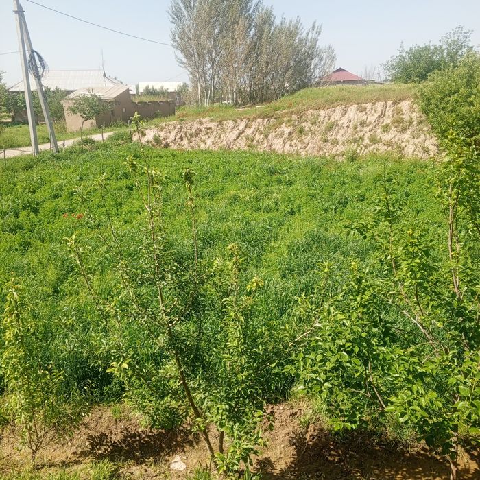 beda sotiladi 50 sotix bor