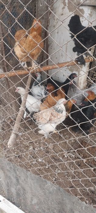 Брамма япан тухумлари сотилади