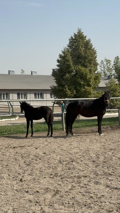 Кобыла с жеребенком