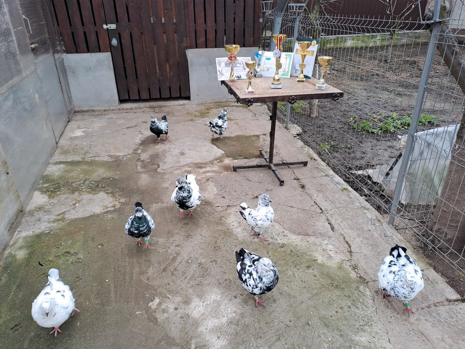 Porumbei Kingi de vânzare