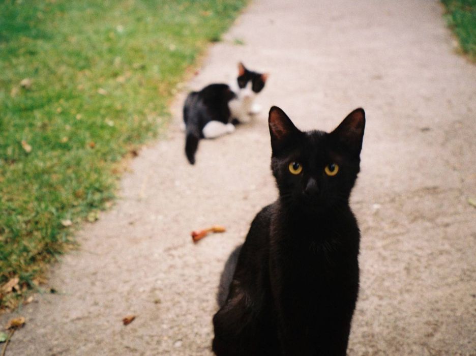 Olympus Zoom - несколько в наличии