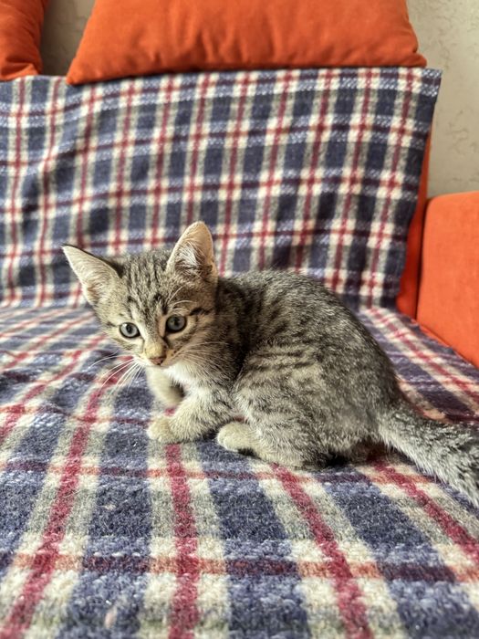 Отдам котят бесплатно