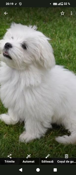 Servicii de plimbări câini de talie mică