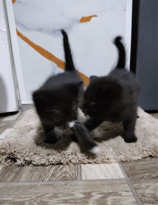 отдам котят 1 месяц