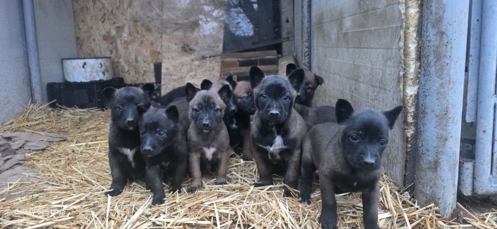 Белгийска овчарка - малиноа