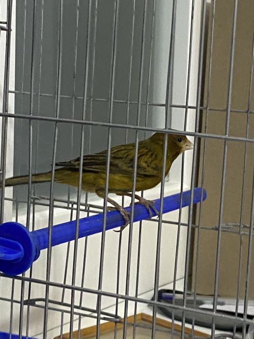 Канарейка самец (нар)